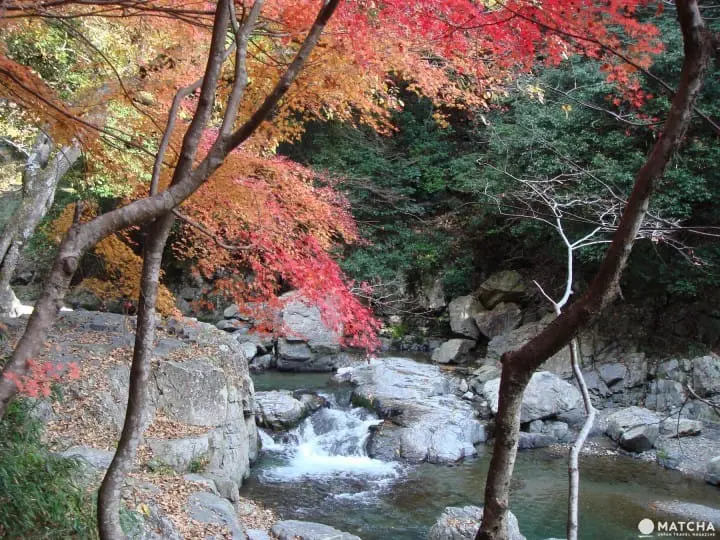 Ingin Menikmati Pemandangan saat Musim Gugur di Osaka? Ini Dia 10 Tempatnya!