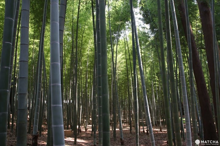 【茨城】茨城必去的5個代表景點 牛久大佛、鹿島神宮、筑波神社、袋田瀑布、偕樂園