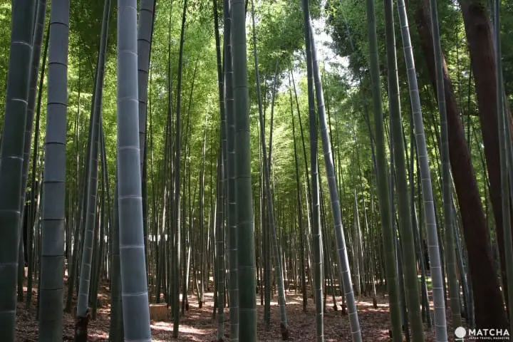 【茨城】茨城必去的5個代表景點 牛久大佛、鹿島神宮、筑波神社、袋田瀑布、偕樂園 