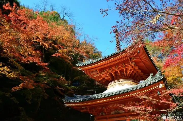 【2018】Top 10 địa điểm ngắm lá đỏ ở Osaka ~ Công viên Mino, Lâu đài Osaka, Công viên Daisen và những nơi khác ~ 