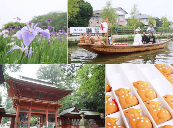 【東京近郊】菖蒲與小鹿,百年水鄉:潮來、鹿嶋一日旅