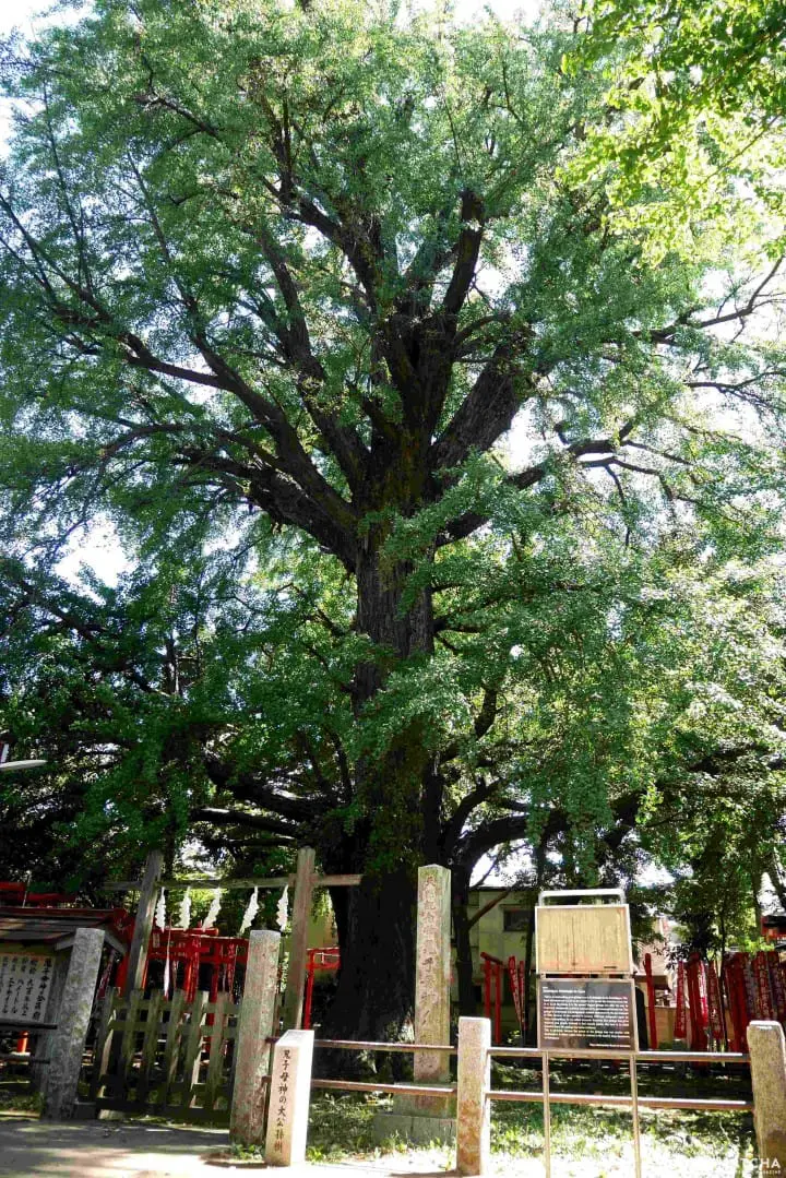 雜司之谷鬼子母神堂