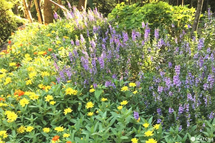 神戶布引香草園 一次擁抱海、夕陽和星空
