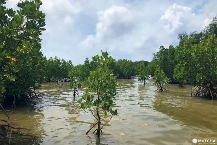 日本的神秘后乐园―西表岛观光推介
