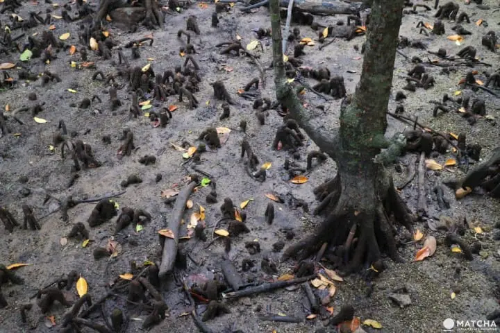 日本的神秘后乐园―西表岛观光推介