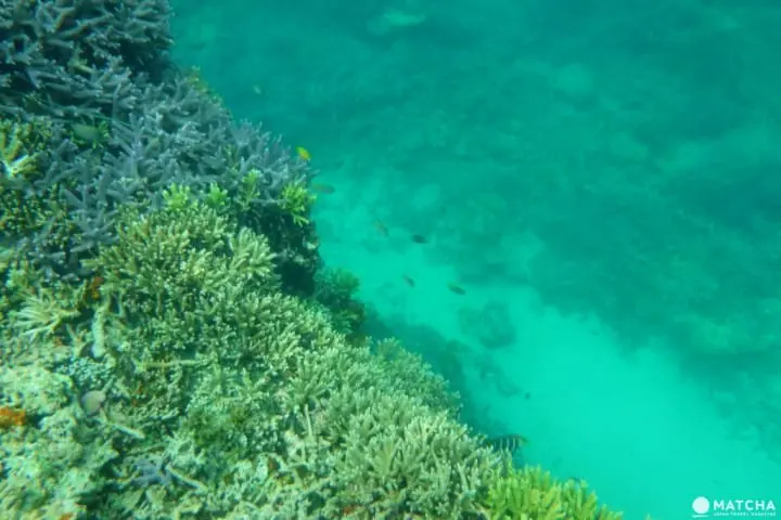 日本的神秘后乐园―西表岛观光推介