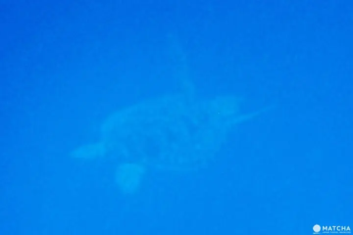 日本的神秘后乐园―西表岛观光推介