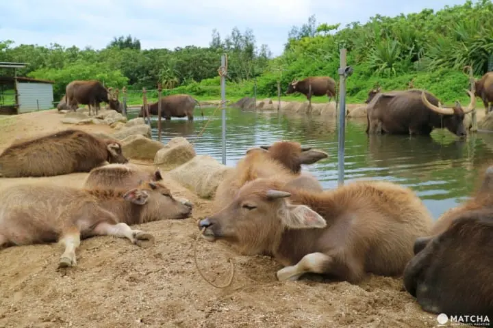 日本的神秘后乐园―西表岛观光推介