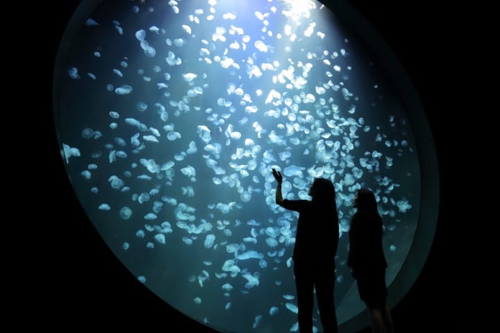 加茂水族館