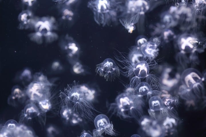 加茂水族館
