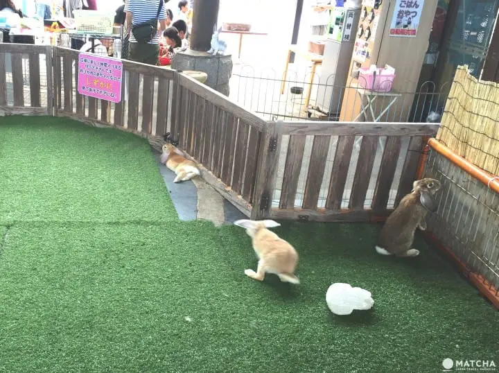 兔迷注意！加賀「月兔之鄉」 親子同遊與兔同樂