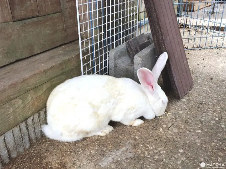 兔迷注意！加賀「月兔之鄉」 親子同遊與兔同樂