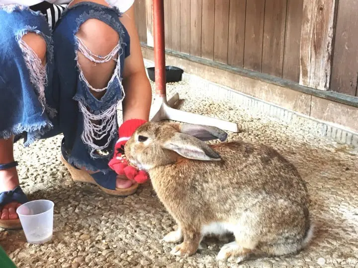 兔迷注意！加賀「月兔之鄉」 親子同遊與兔同樂