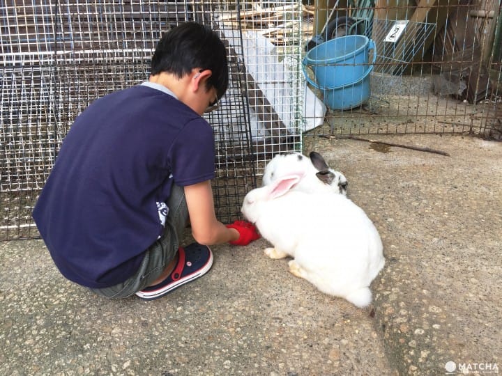 兔迷注意!加賀「月兔之鄉」 親子同遊與兔同樂