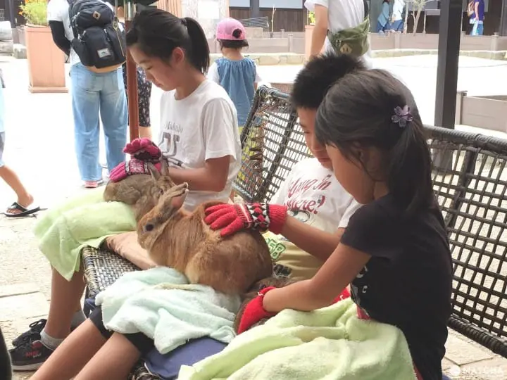 兔迷注意！加賀「月兔之鄉」 親子同遊與兔同樂