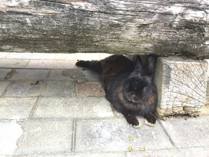 兔迷注意！加賀「月兔之鄉」 親子同遊與兔同樂