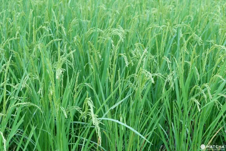 【新潟】大地藝術祭ー告訴您非去不可的魅力，錯過又要再等三年!