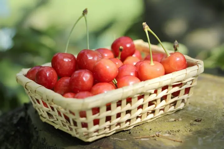 山形新潟グルメ