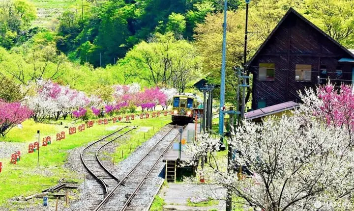 ［福井大野］四季皆美！大野自然景点介绍