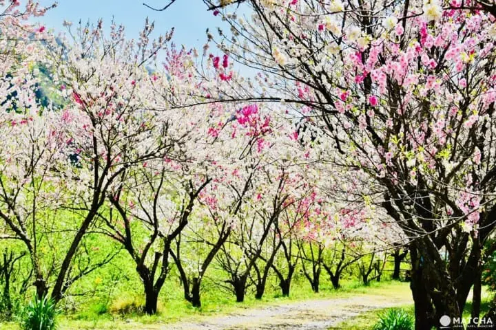 ［福井大野］四季皆美！大野自然景点介绍