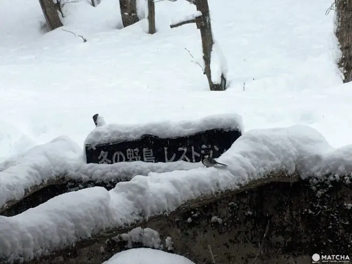 ［福井大野］四季皆美！大野自然景点介绍