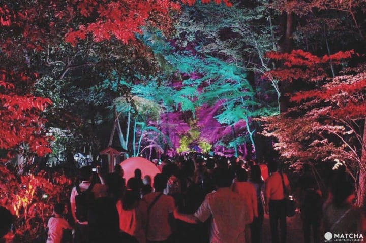 『京都』來下鴨神社糺之森光之祭 ,感受Team Lab展現光的魔幻與魅力