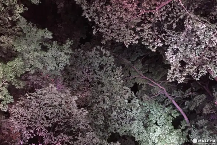 光影間交錯的糺之森