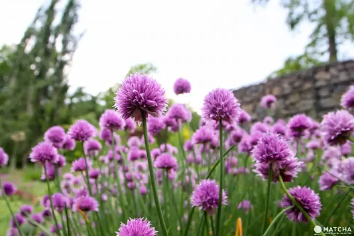 【北海道】前往新千歲上機前的必去5個景點