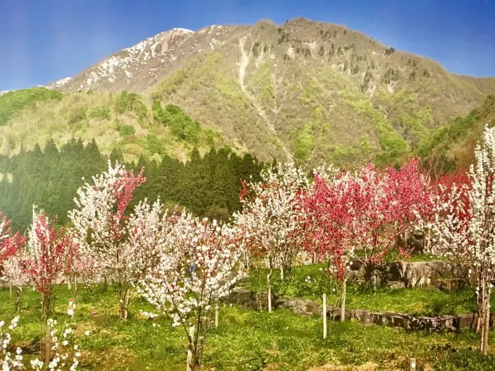 【福井大野】四季都是美丽绝景！在地人推荐的大野自然景点