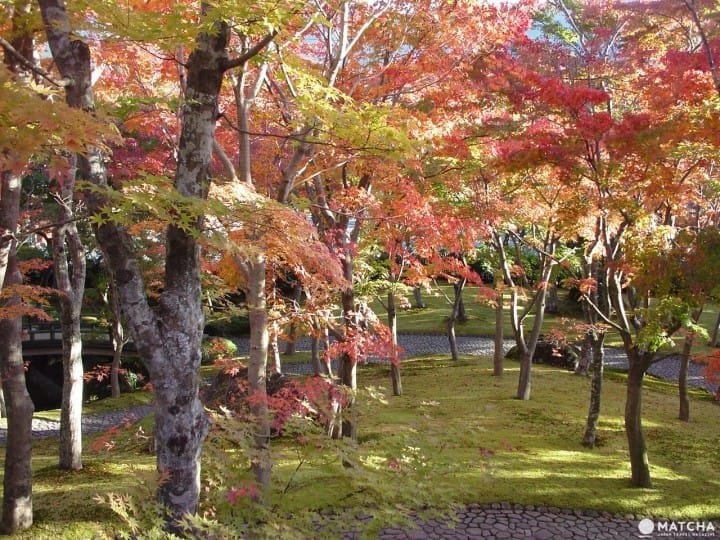 Yuk, Menikmati Perjalanan Musim Gugur di Hakone dalam 1 Hari!