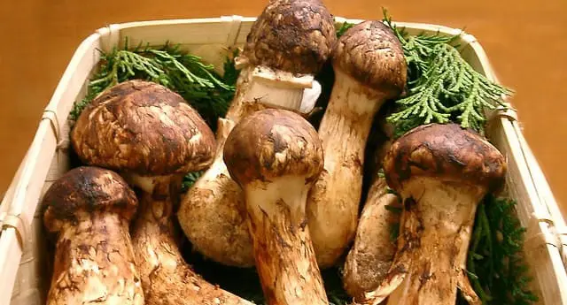 Top Seasonal Foods to Savour this Autumn 