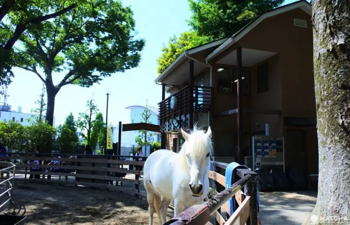 代代木迷你馬公園免費騎馬體驗