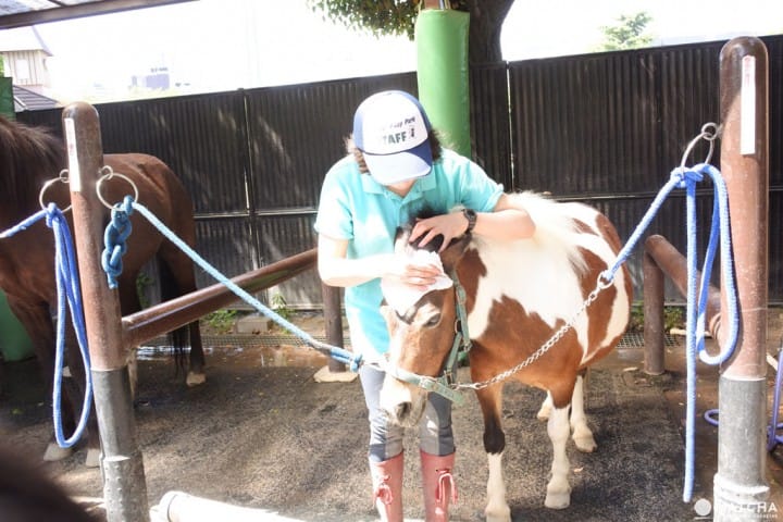 代代木 迷你馬