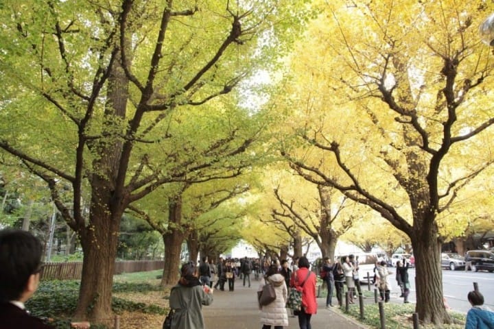 2018神宮外苑銀杏祭