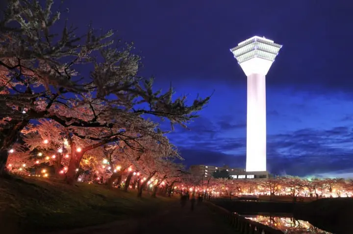 函館五稜郭公園 夜櫻