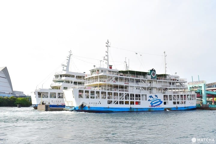 鹿児島イルカ