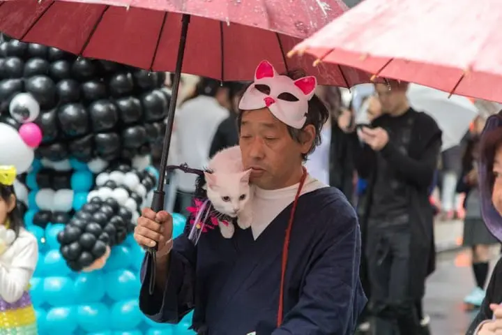 The Kagurazaka Bakeneko Festival - Become A Cat And Join The Parade