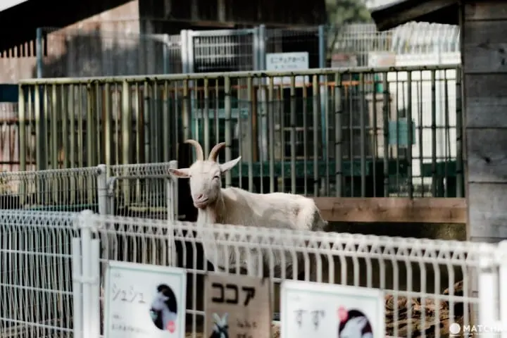 六个和歌山城散步好去处