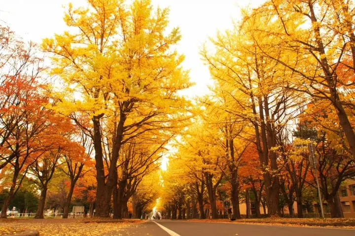 10 แหล่งท่องเที่ยวแนะนำในซัปโปโร