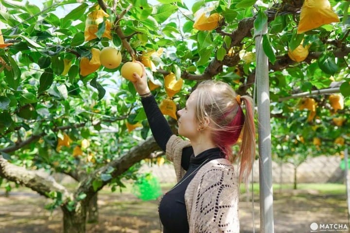 Travel by Bus for 3 Days in Tottori for Only 1800! Discover the Hidden Charms of Totori City