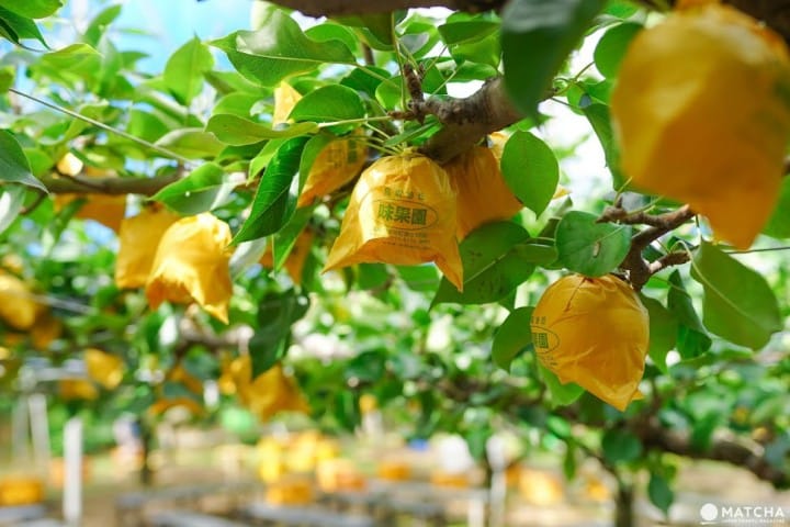 Travel by Bus for 3 Days in Tottori for Only 1800! Discover the Hidden Charms of Totori City