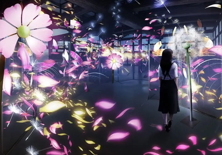 京都二条城波斯菊与蒲公英