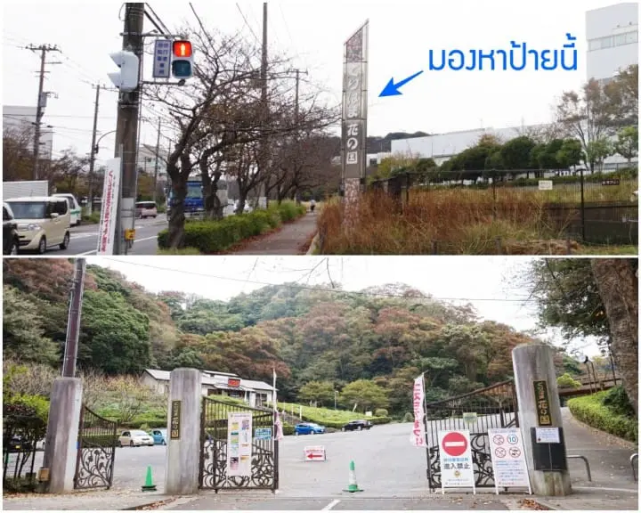 โยโกสุกะมีอะไรดี!? ชมทุ่งคอสมอส เรือรบอลังการ และเครื่องรางไม่เหมือนใคร (Yokosuka)