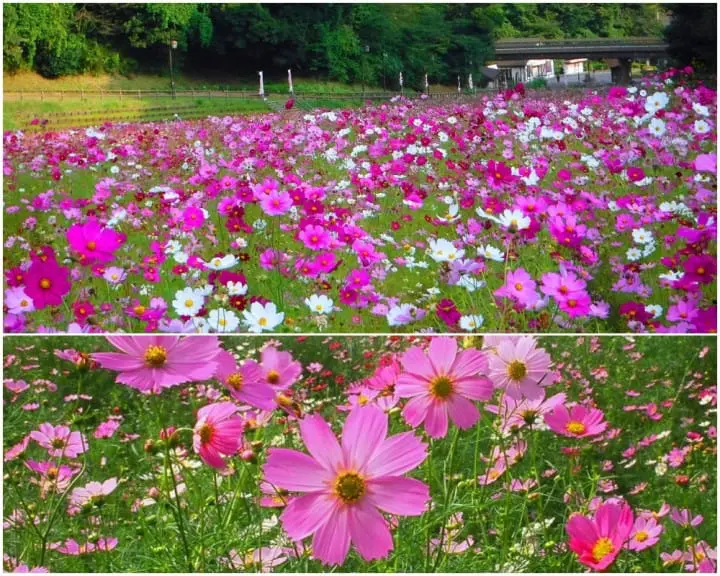 โยโกสุกะมีอะไรดี!? ชมทุ่งคอสมอส เรือรบอลังการ และเครื่องรางไม่เหมือนใคร (Yokosuka)