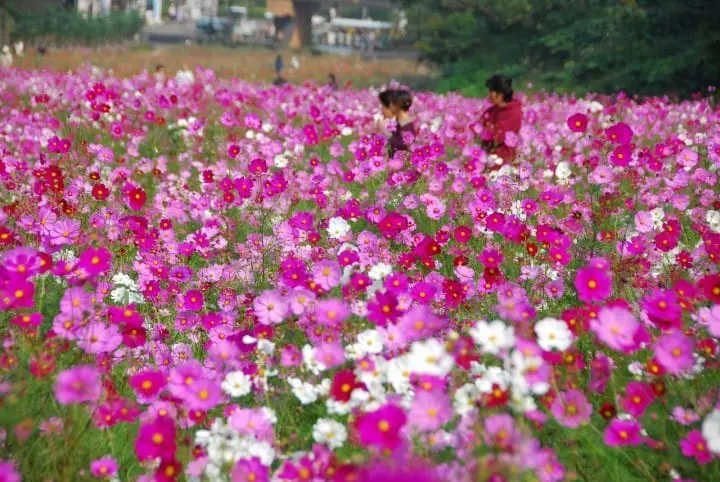 โยโกสุกะมีอะไรดี!? ชมทุ่งคอสมอส เรือรบอลังการ และเครื่องรางไม่เหมือนใคร (Yokosuka)