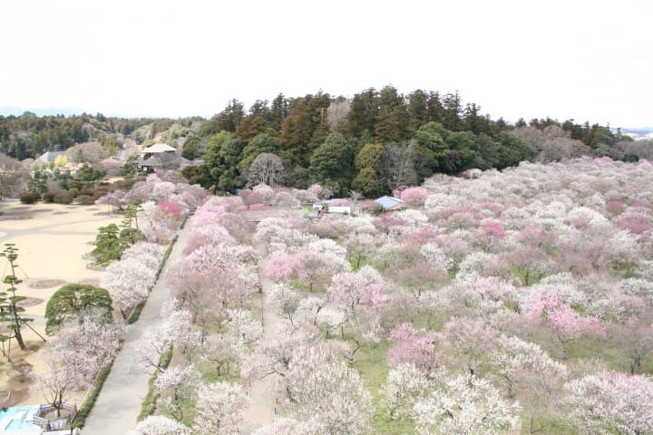 GT 茨城水戶
