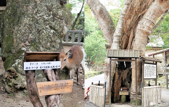 金華山の巨木