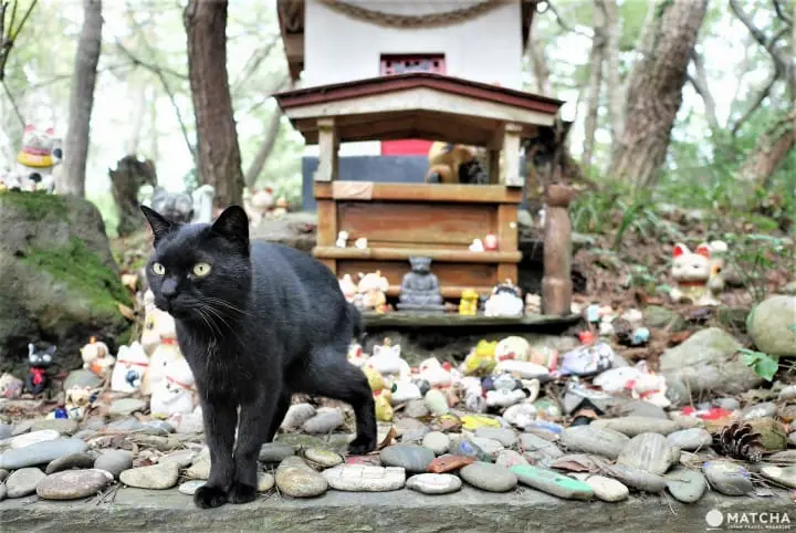 猫神社