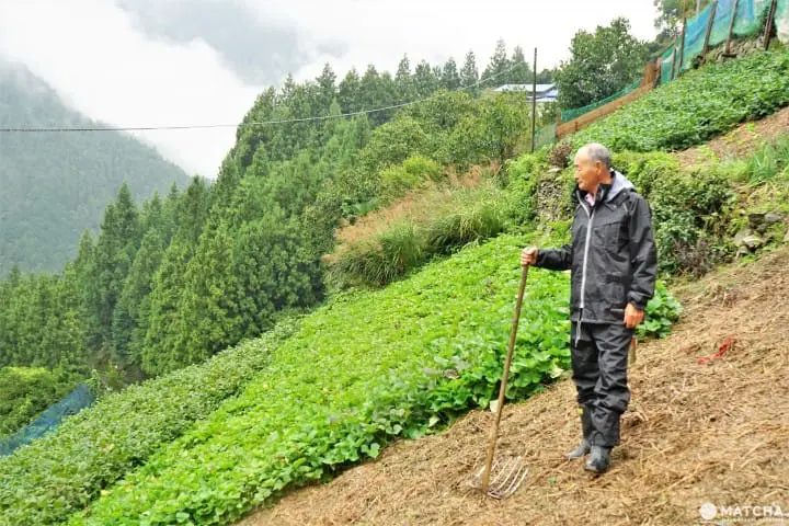 にし阿波_傾斜地