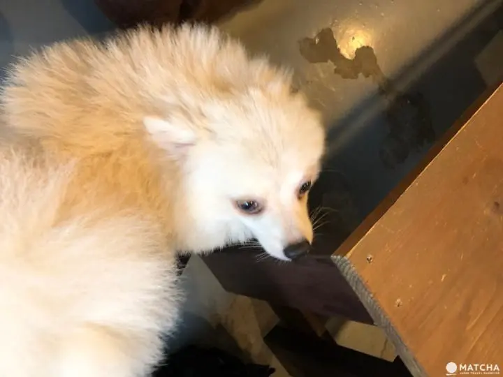 [京都] 鎮店犬坐鎮的日系清新風SUZUKI民宿 